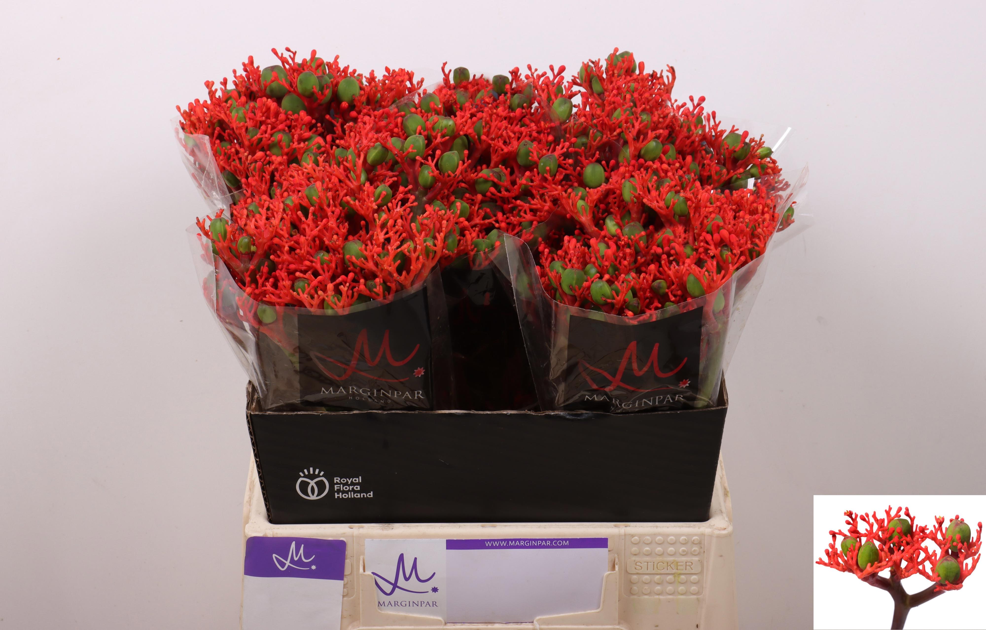 10x Jatropha firecracker 40cm