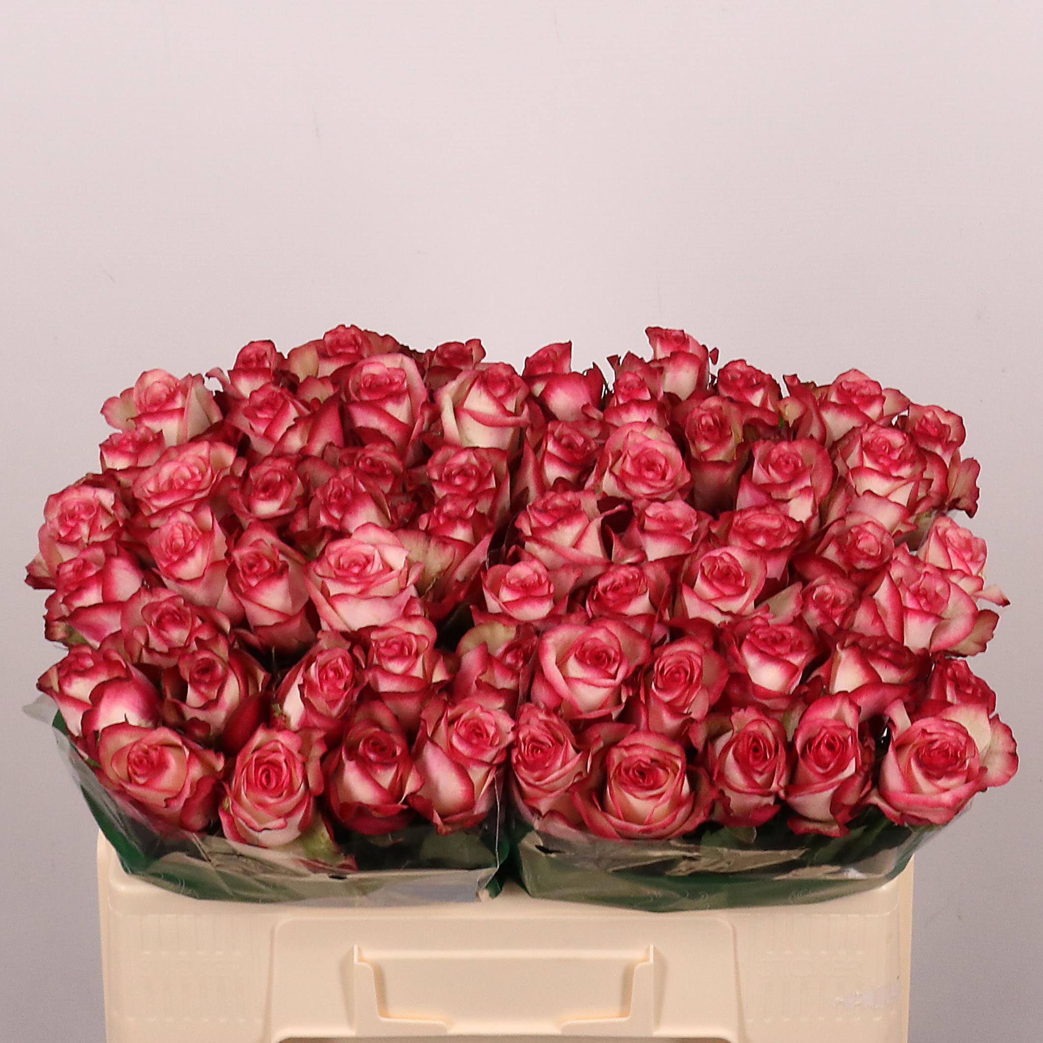 10x Rosa paloma 50cm