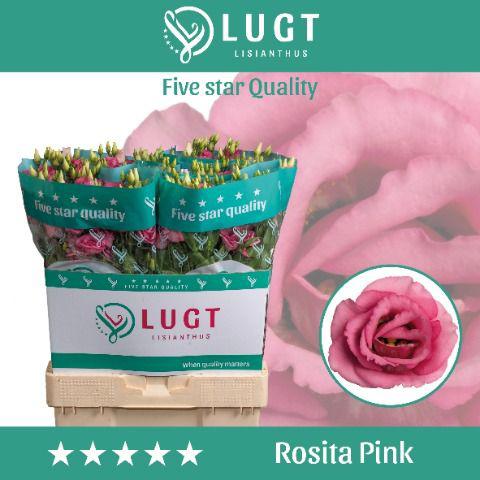 10x Eust.rosita rose pink du 70cm
