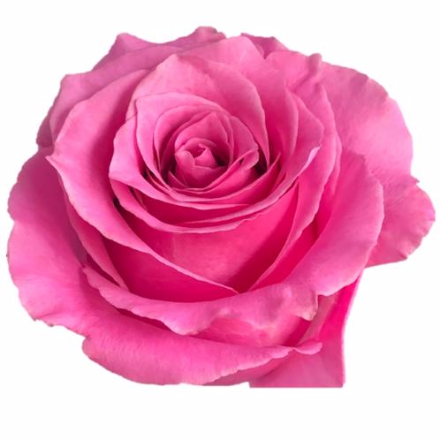 25x Rosa breathless 60cm