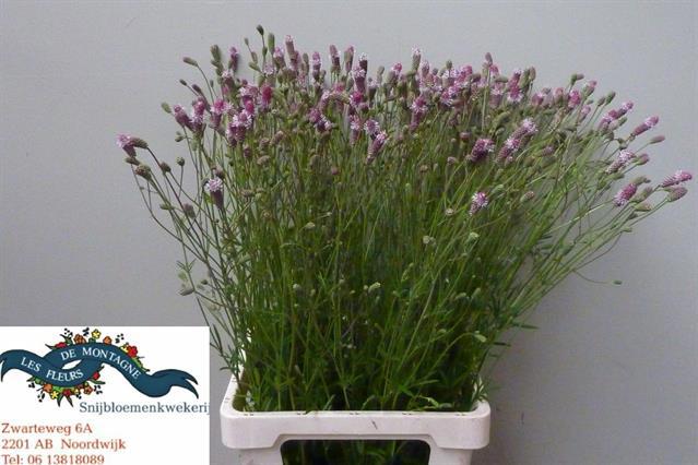 50x Sanguisorba pink tanna 80cm