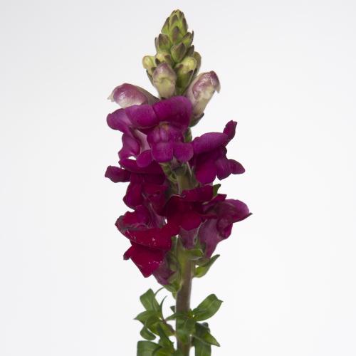 10x Antir.pot.crimson 70cm