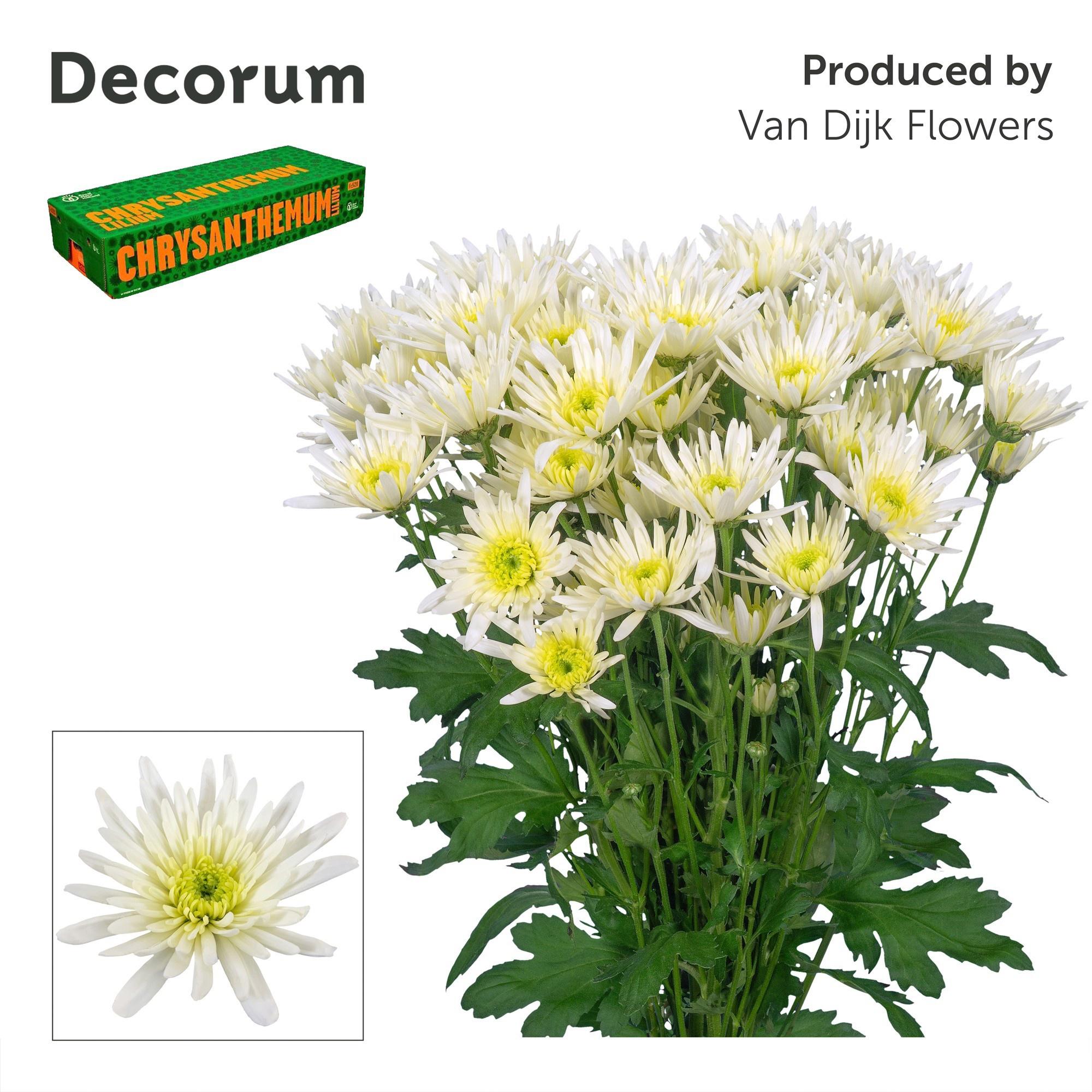 10x Chrysant delianne white 70cm