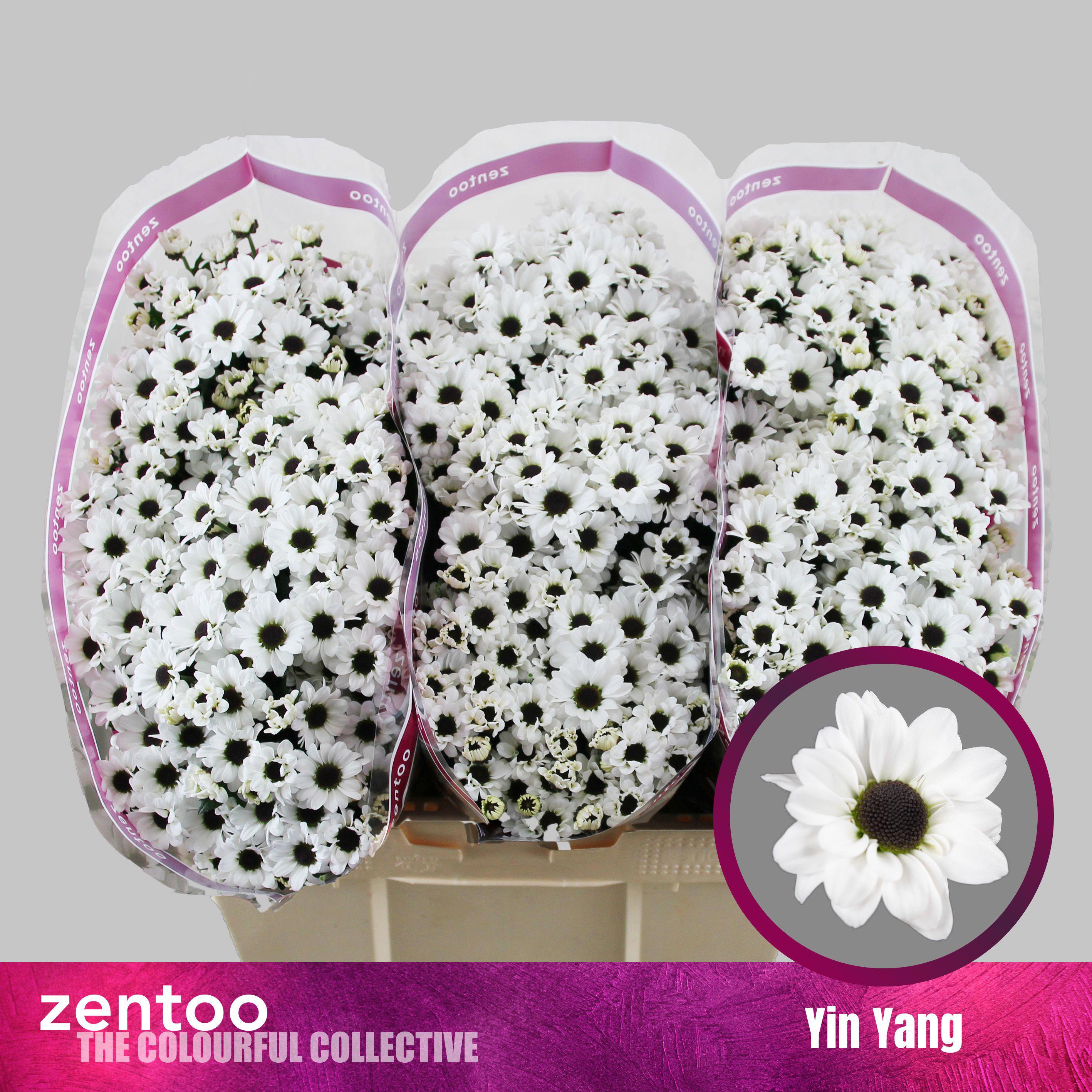 25x Chrysant san.yin yang 50cm