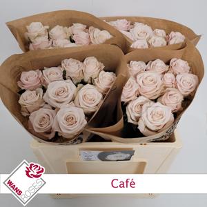 10x Rosa cafe! 50cm