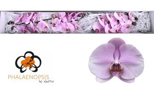 25x Phal.tikal
