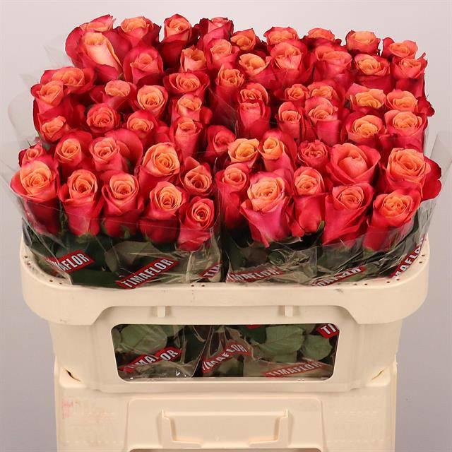 20x Rosa helene 70cm
