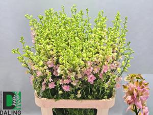 10x Delph.aj.qis light pink 80cm