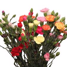 200x Dian.tr.mix/bos 50cm