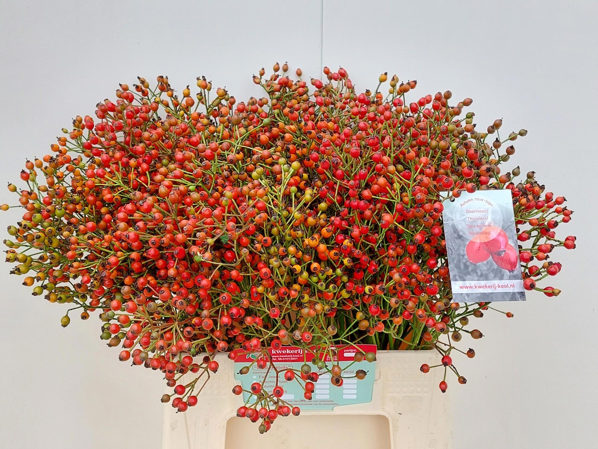 10x Rosa autumn splash 40cm