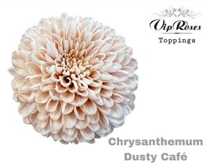 20x Chrysant antonov dusty cafe 70cm