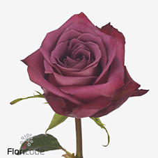 10x Rosa inevitable 50cm