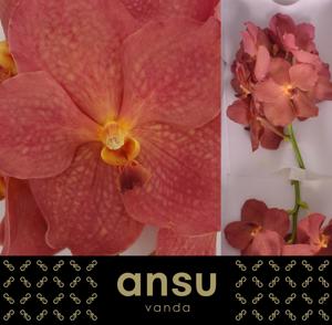 16x Vanda nit.salmon 10cm