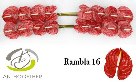 16x Anth.rambla 10cm