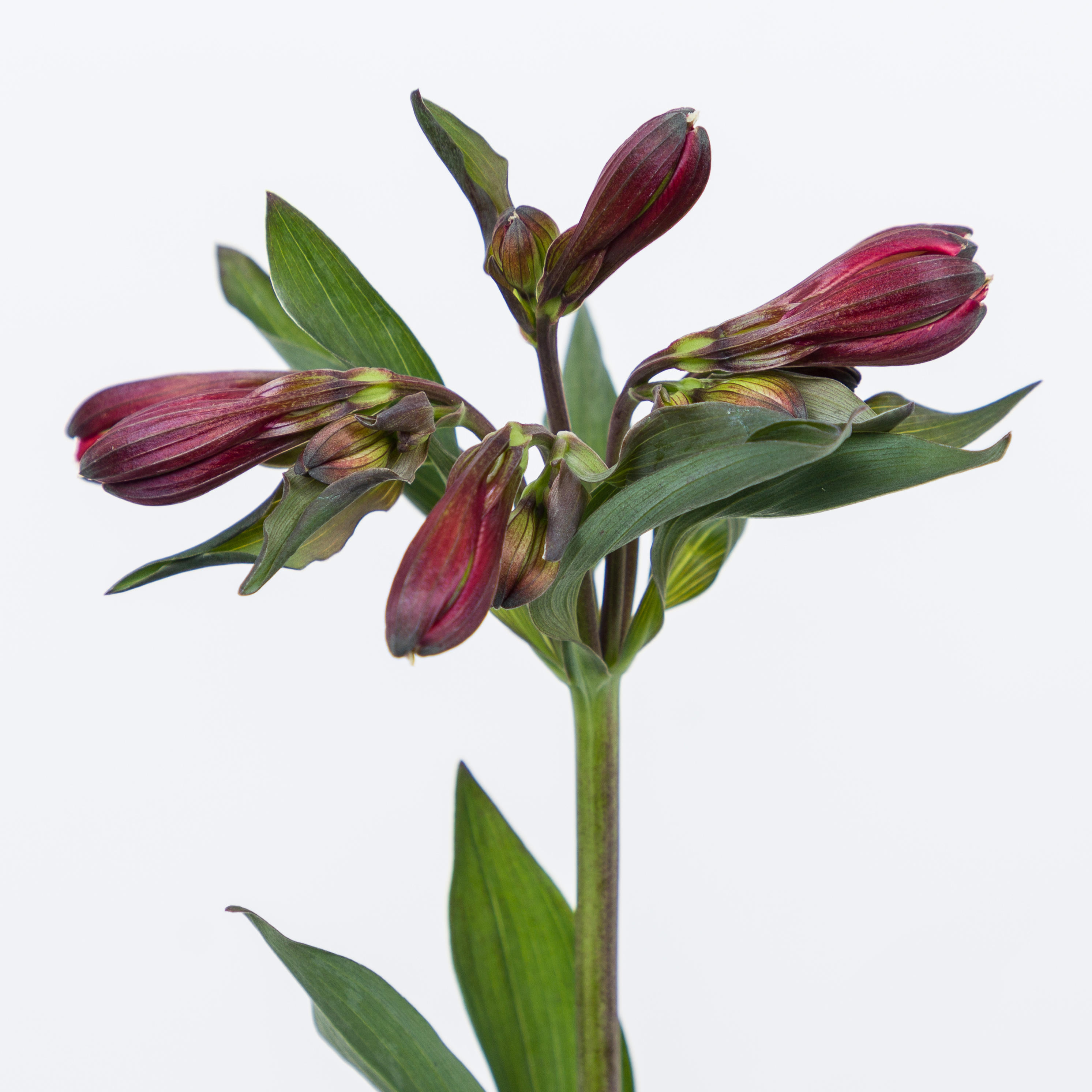 1x Alstroemeria - rood 40cm