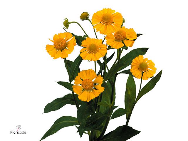20x Helenium kanaria 60cm