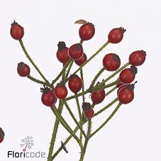 10x Rosa prinsberry red 30cm