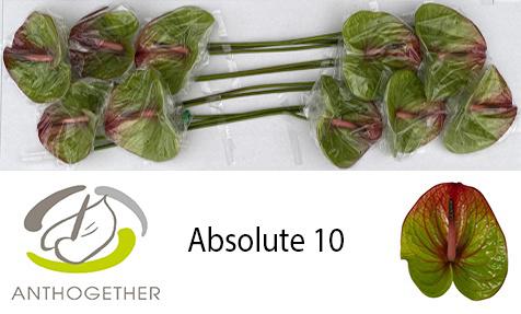 10x Anth.absolute 10cm