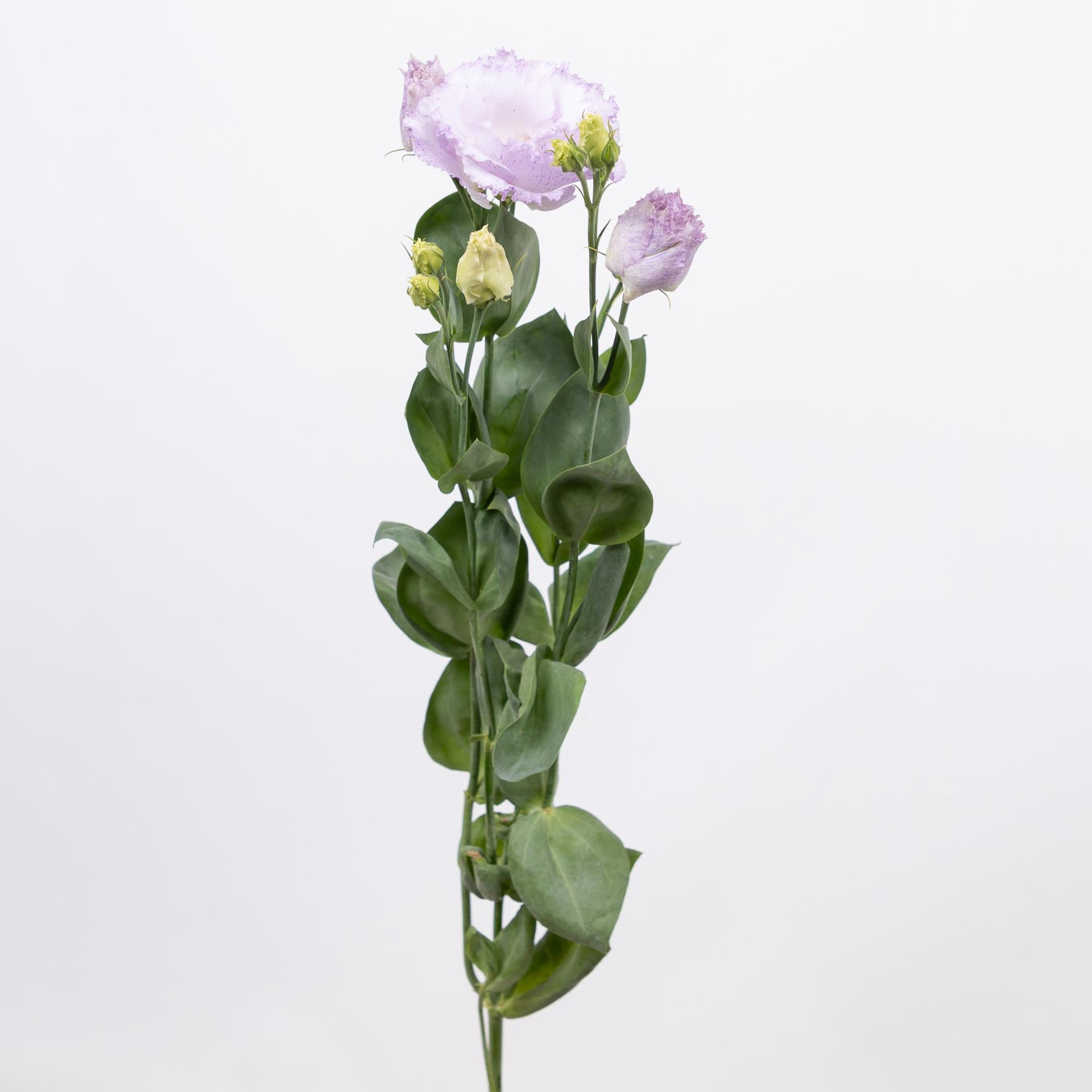 10x Eust.stracciatella lavender en 70cm