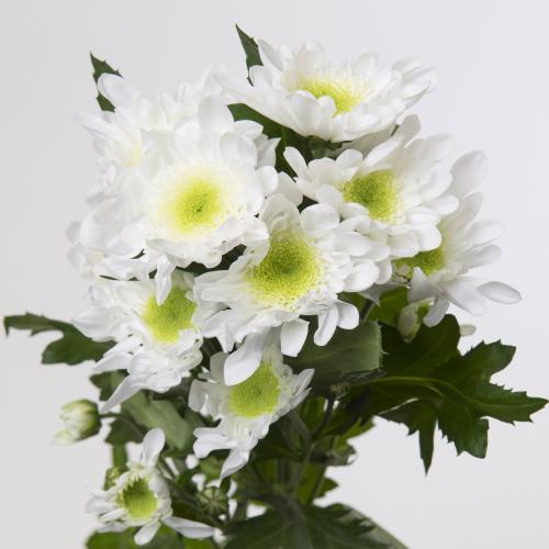 10x Chrysant radost 70cm