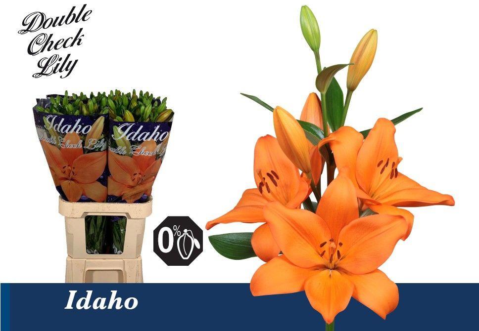 10x Lil.idaho 80cm
