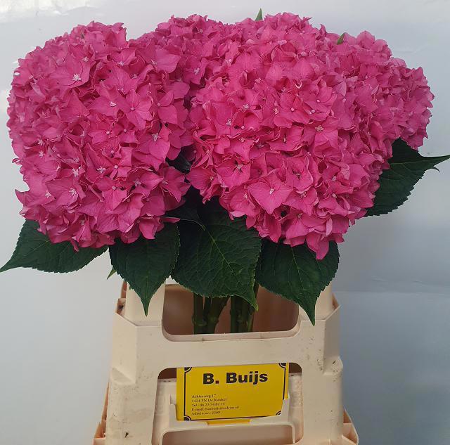 10x Hydr.rodeo rood 60cm