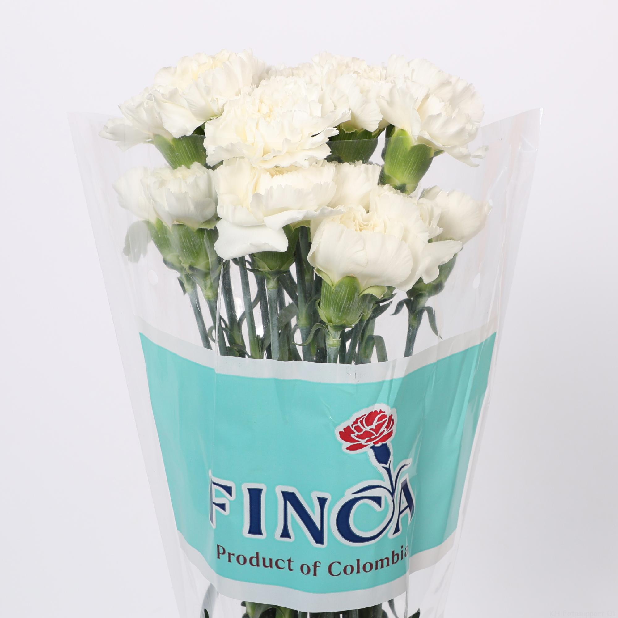 20x Dian.st.cocuy 70cm