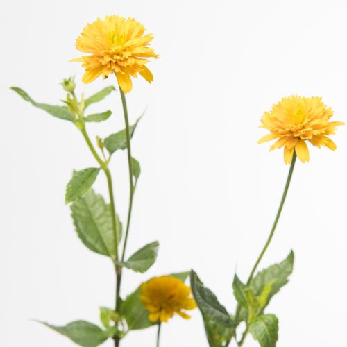 10x Heliopsis asahi 60cm