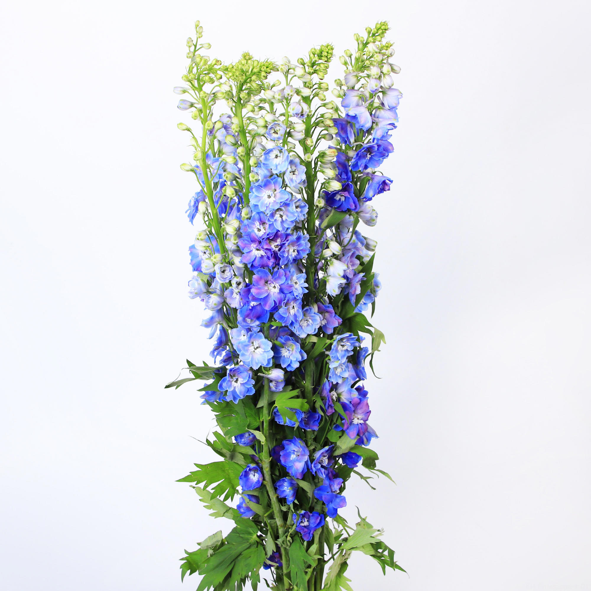 10x Delph.guardian blue du 80cm