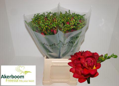 50x Freesia expression du 50cm