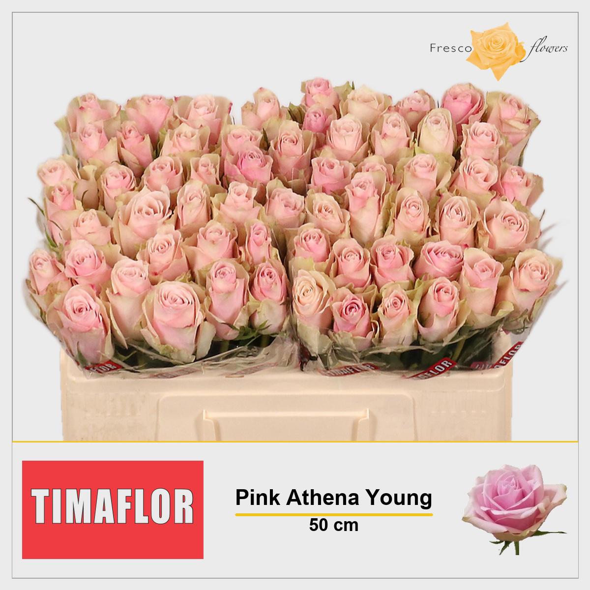 20x Rosa pink athena 50cm
