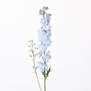 10x Delph.dewi ice blue 80cm