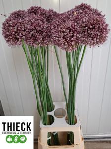 10x Allium purple mystery 80cm