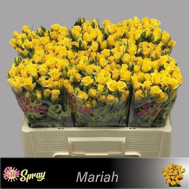 10x Rosa mariah 50cm