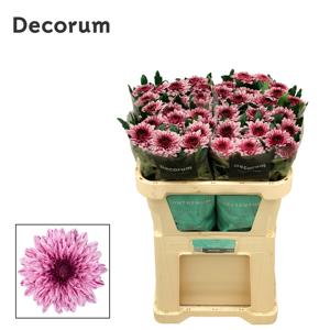 10x Chrysant pip 70cm