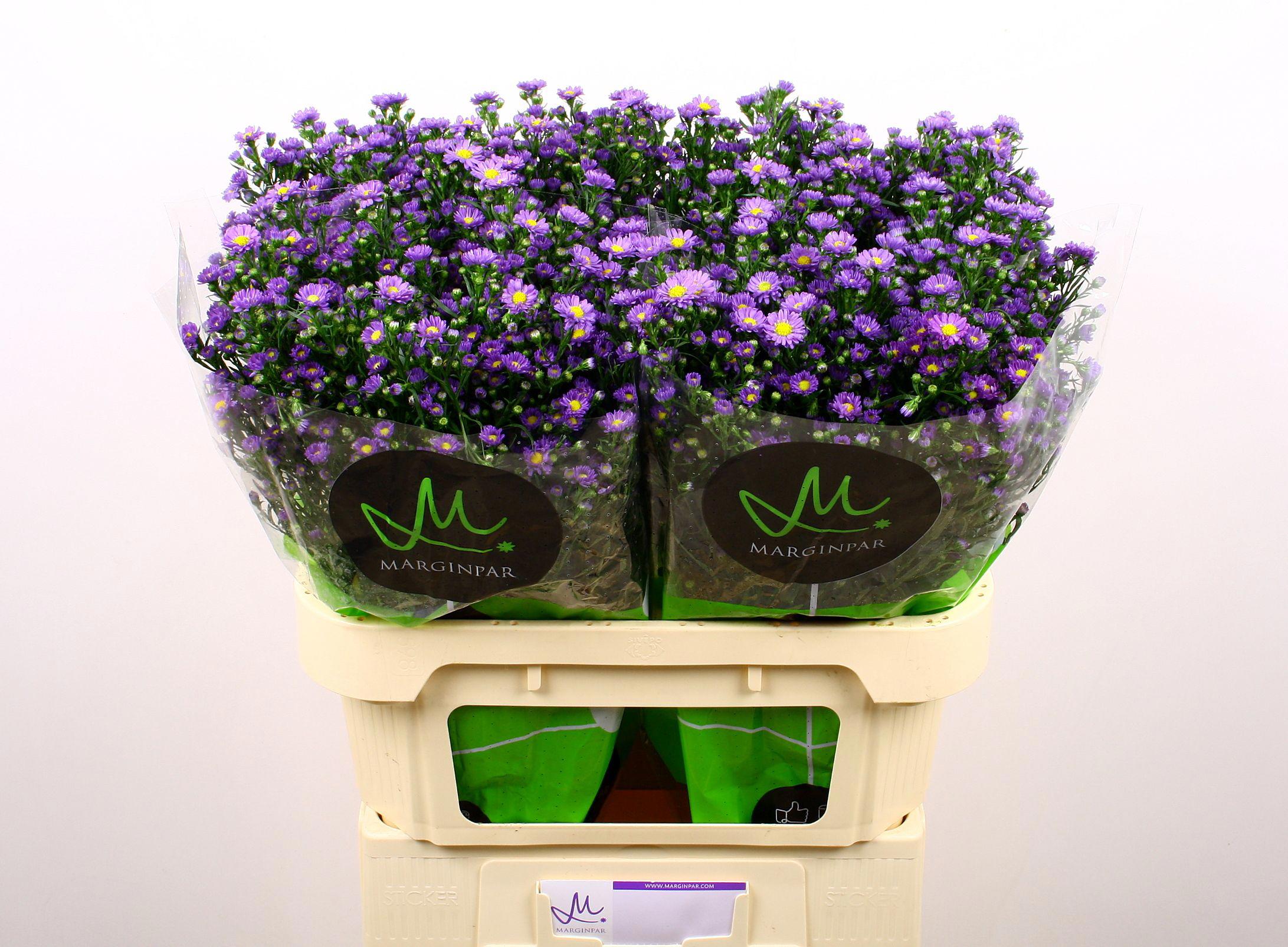 25x Aster teeny tiny blue 80cm
