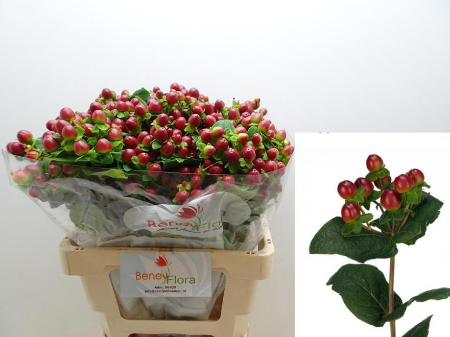 25x Hyper.mag.seasons 60cm