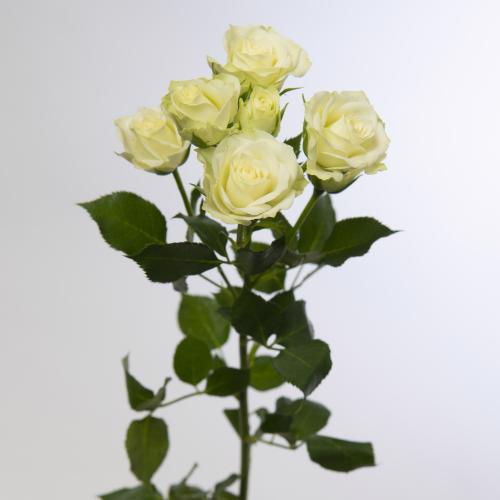 10x Rosa green glow 40cm