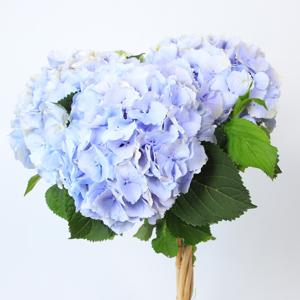 10x Hydr.verena blauw 80cm