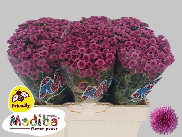 25x Chrysant san.madiba tyolo pink 50cm