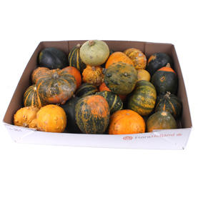 25x Sf cucurbita pepo mix var.