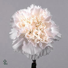 20x Dian.st.madame colette 60cm