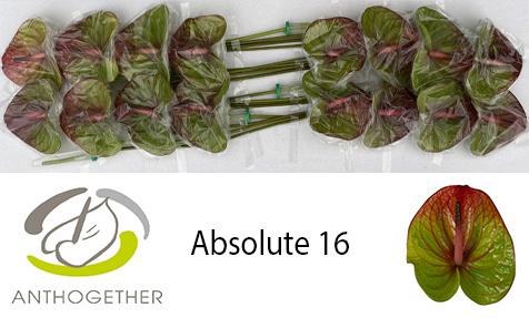 16x Anth.absolute 10cm