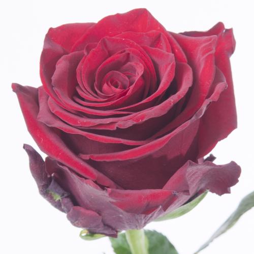 20x Rosa explorer 70cm