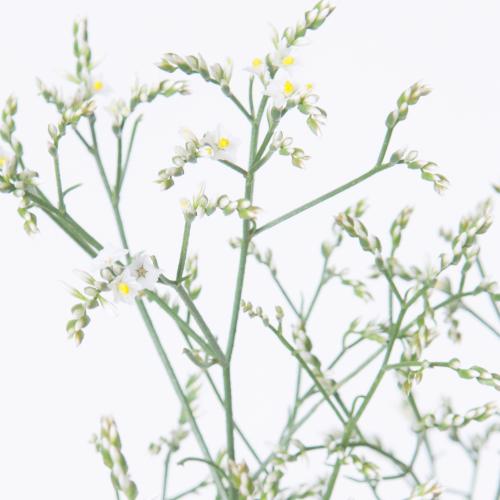 25x Lim.china white 60cm