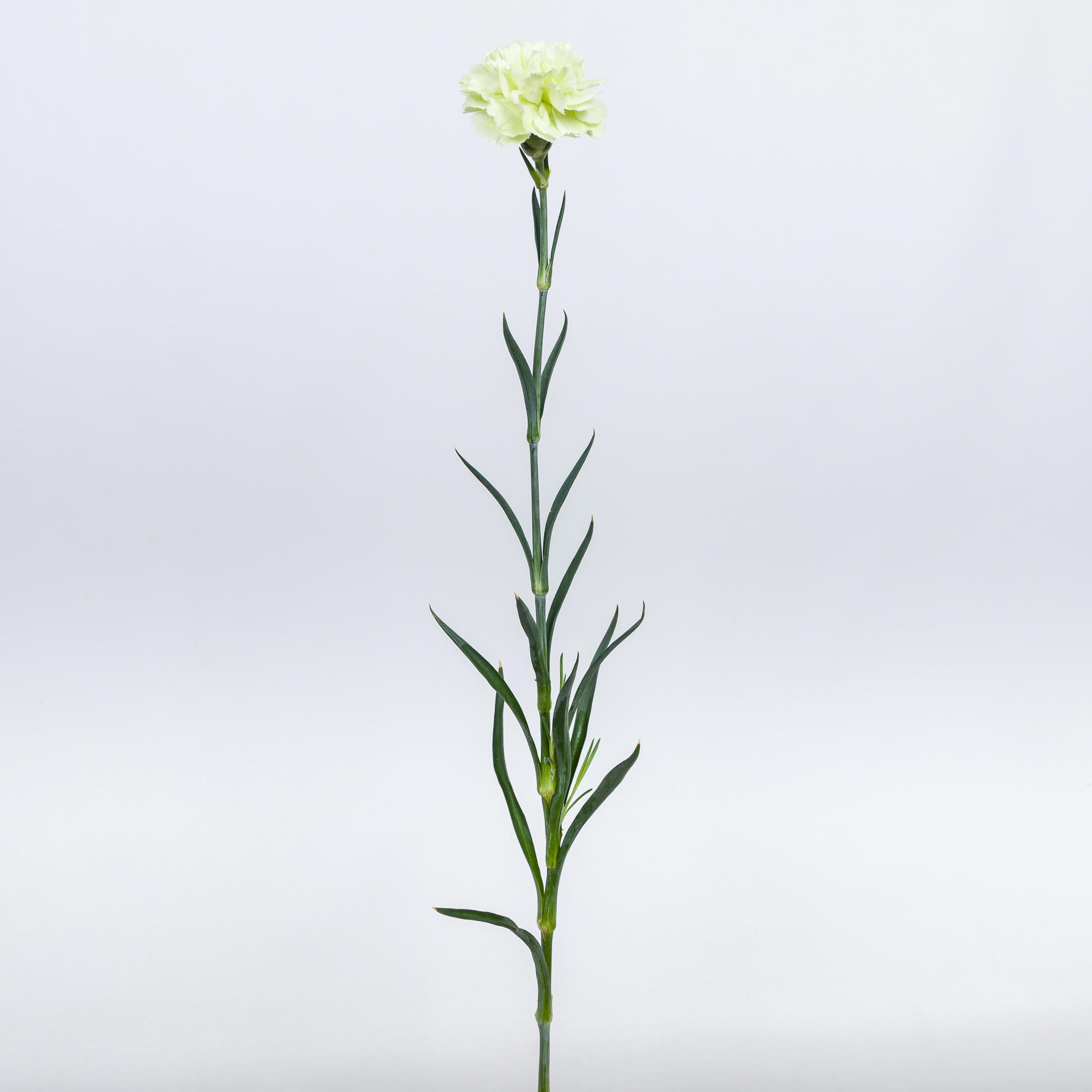 20x Dian.st.prado mint 70cm