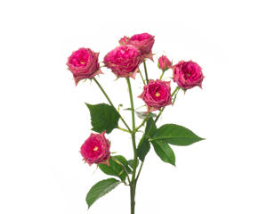10x Rosa grandmas garden josy 50cm