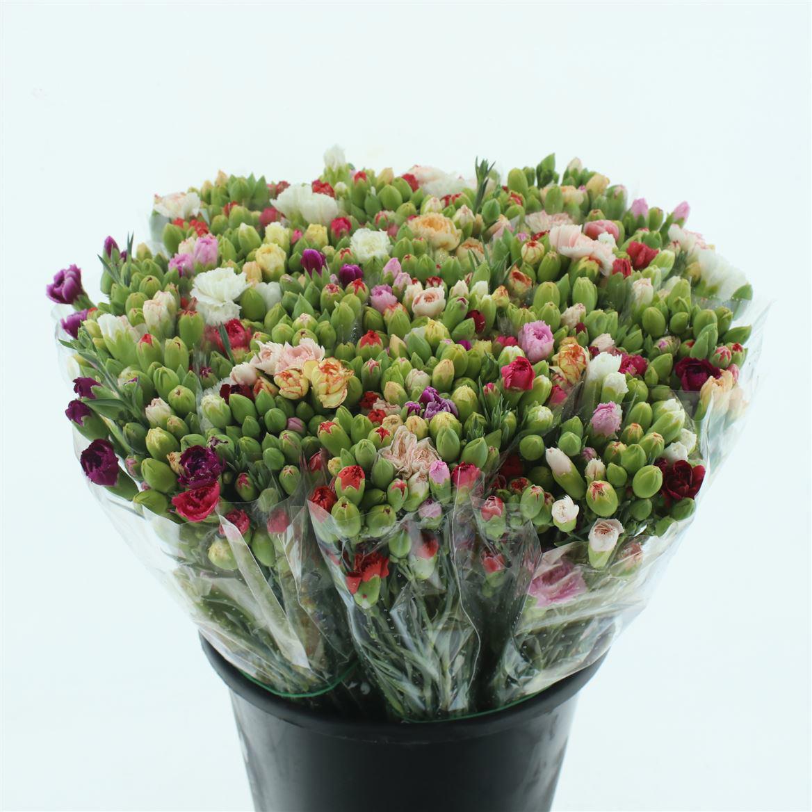 200x Dian.tr.mix/bos 50cm