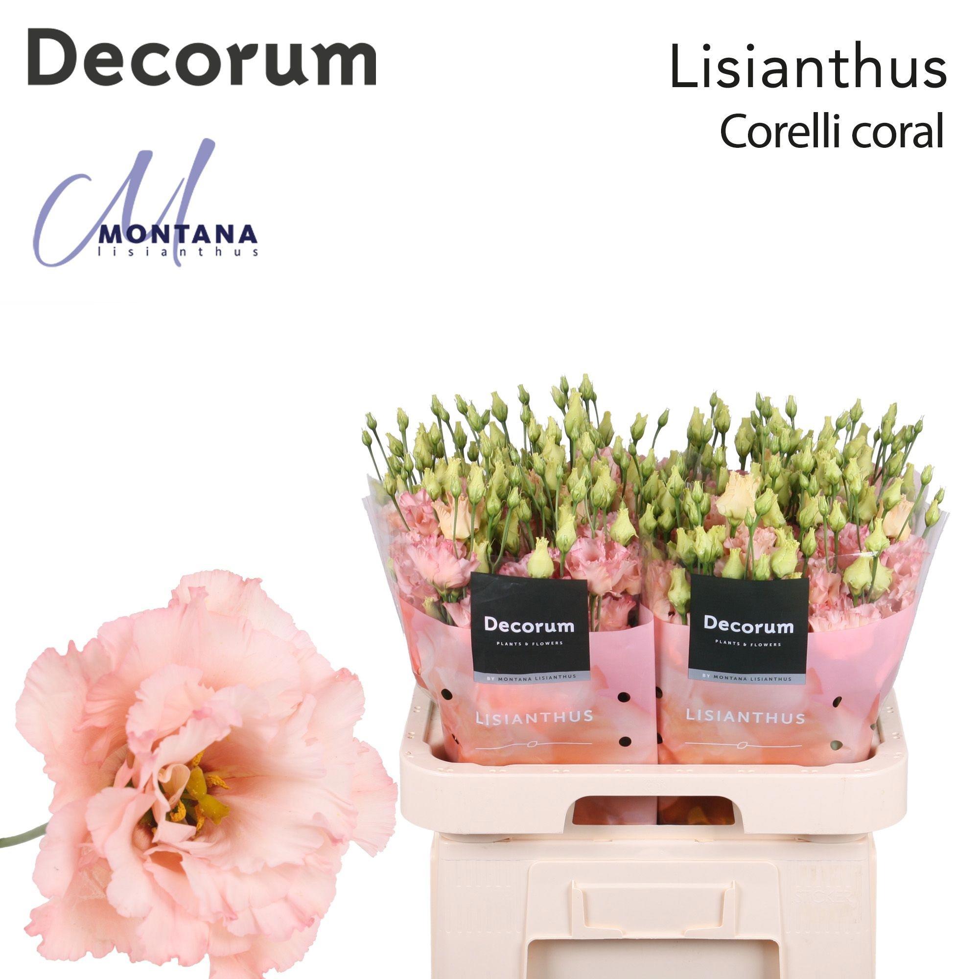 10x Eust.corelli coral du 70cm