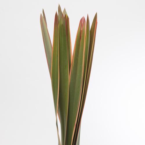 10x Sg phormium rood 80cm